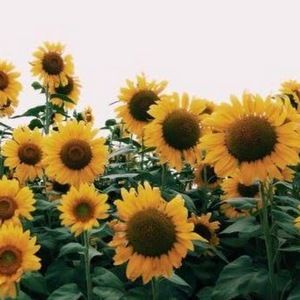 Meet your Posher, Gabriella